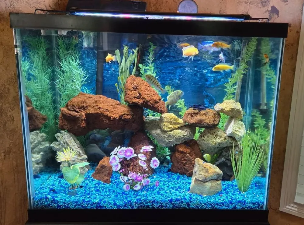 Freshwater aquarium with colorful cichlids, rock work, and bright blue gravel